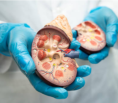 A Second Chance at Life: The Journey of a Kidney Transplant